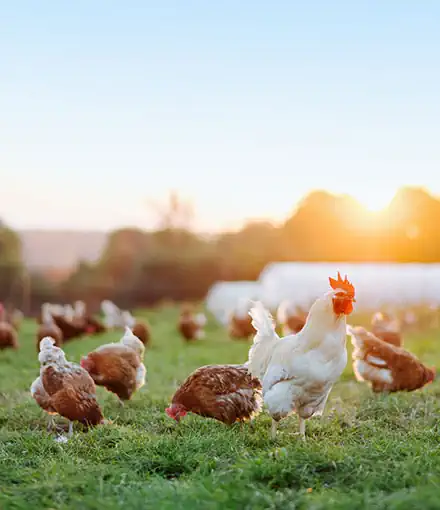 Sustainably Conscious Procurement
